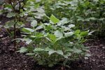 Image of Cow Peas